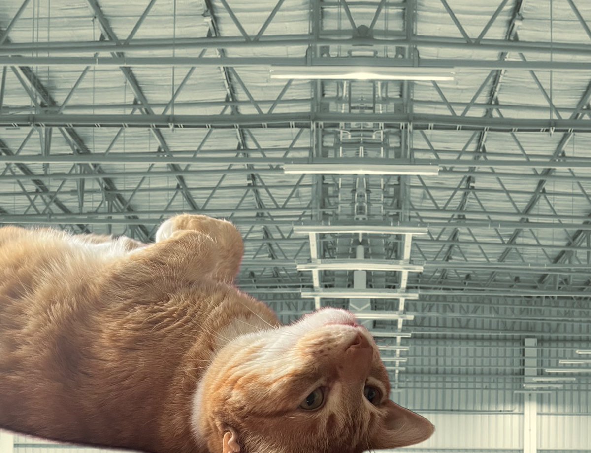 An orange cat is on his back upside down pondering an industrial setting