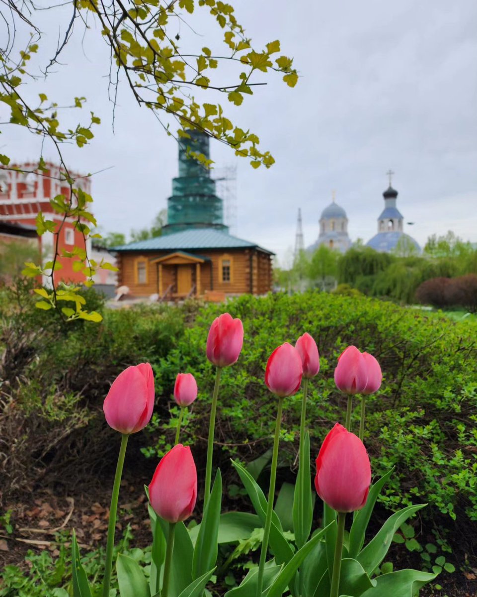 Roman251895's tweet photo. #донскоймонастырь #donskoymonastery #москва #православие #monastery #moscow #orthodox #весна https://t.co/mlpBgui5yL