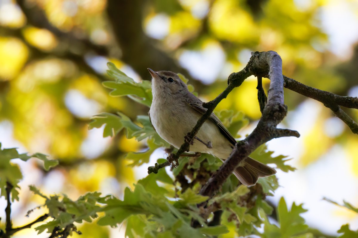 Western bonelli's warbler #Birds #Lesvos