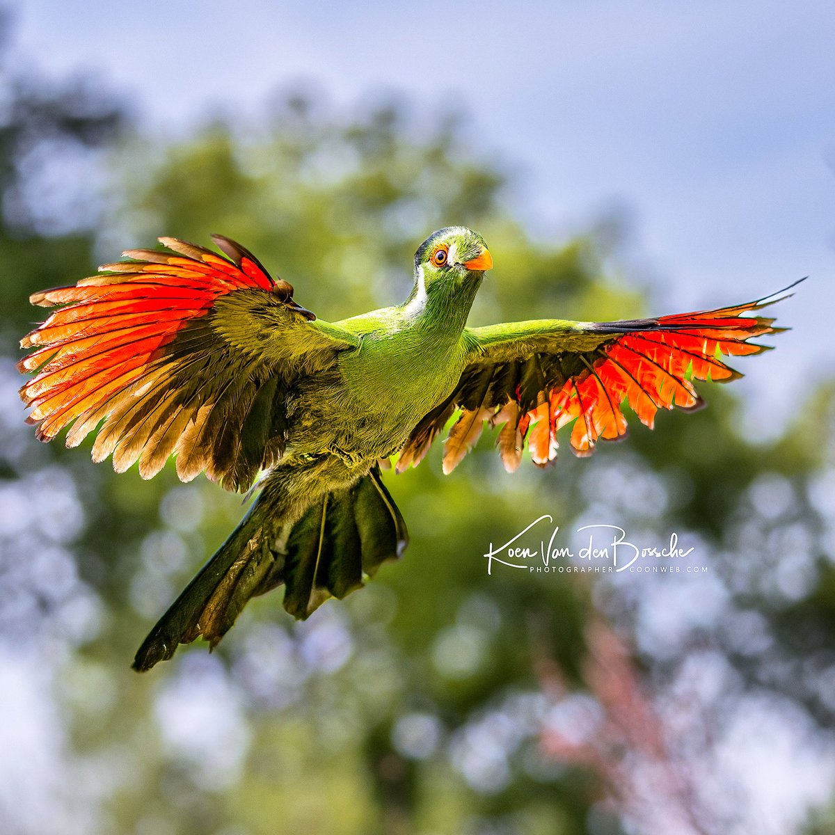 coonweb's tweet photo. #witwangtoerako 
Sony A1 | ISO 320 | 70mm | F2.8 | 1/4000 De Valk Roofvogels https://t.co/lfkk3RXmNZ