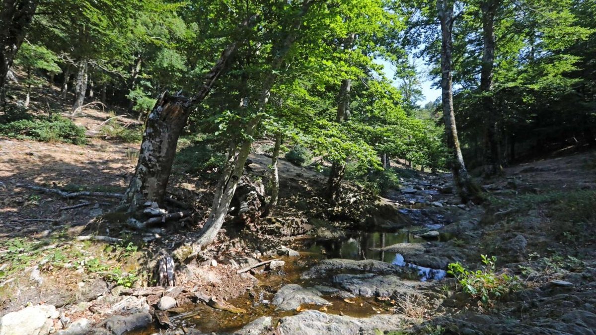 France: à la réserve de la Massane, toute la biodiversité est menacée par la sécheresse rfi.my/9WTN.t