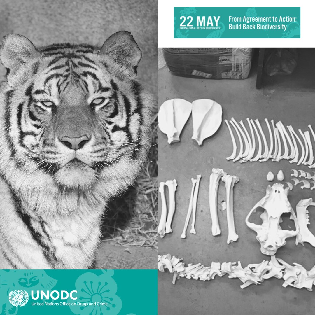 UNODC_ENV's tweet photo. On #BiodiversityDay let’s raise awareness that criminality &amp; unlawful activities undermine all efforts to conserve biodiversity.

To #BuildBackBiodiversity, efforts to #EndWildlifeCrime and measures to protect biodiversity must complement one another. https://t.co/XeUgGOLZ1h