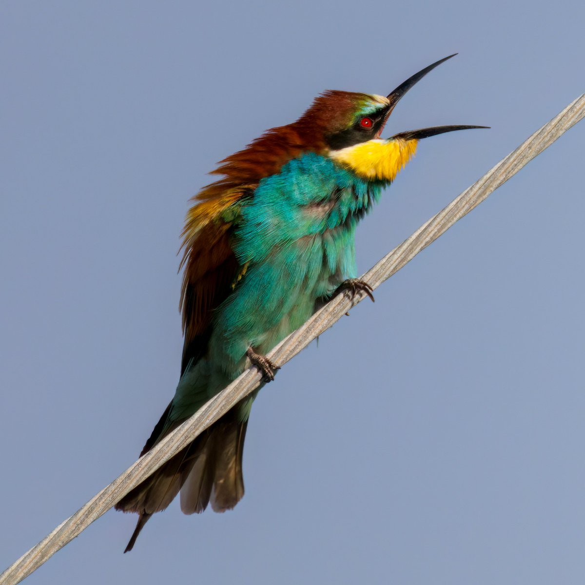 Bee-eater #Birds #Lesvos