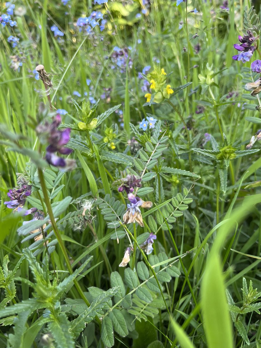 Mightychub's tweet photo. The garden #minimeadows are flowering up with Yellow Rattle entering the fray along with a Ladyβs Smock too this morning.If you have the space,however small #Nature will find a way. #makeroomfornature #gardenforwildlife https://t.co/xCOuv7uPMK