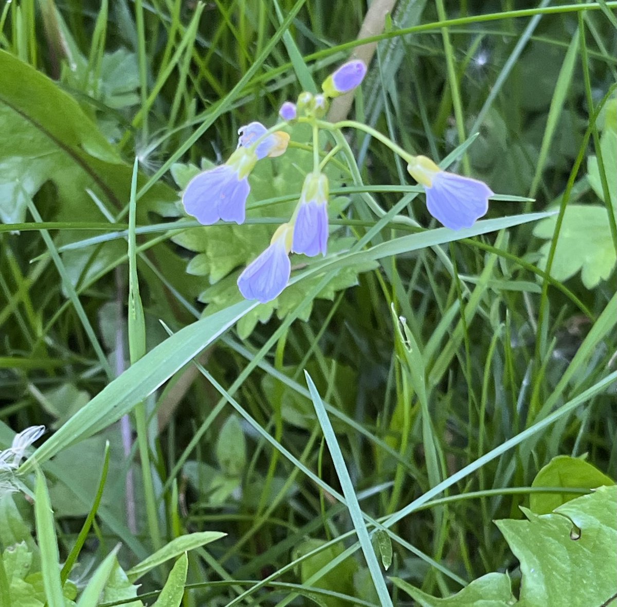 Mightychub's tweet photo. The garden #minimeadows are flowering up with Yellow Rattle entering the fray along with a Ladyβs Smock too this morning.If you have the space,however small #Nature will find a way. #makeroomfornature #gardenforwildlife https://t.co/xCOuv7uPMK