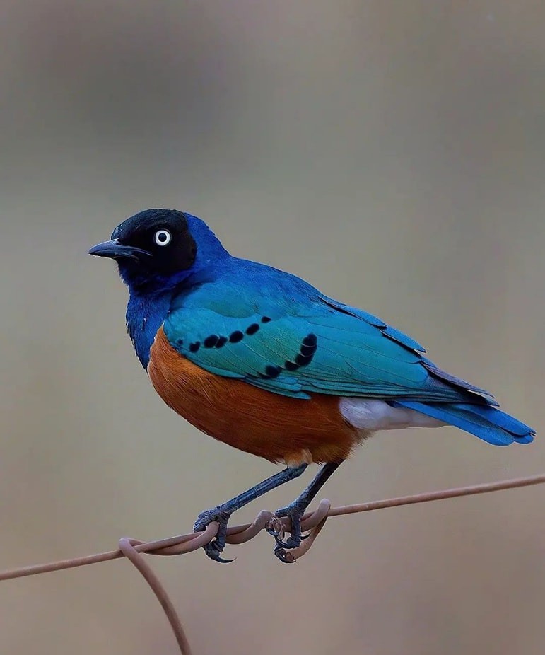 Safarilifetz's tweet photo. SUPERB STARLING: TANZANIA'S VIBRANT AVIAN JEWEL REVEALED | ULTIMATE GUIDE
https://t.co/mk6yX6D4hU
https://t.co/mk6yX6D4hU
#wildlifephotography #birdwatching #birdphotography #TwitterNaturePhotography #TwitterNatureCommunity #photooftheday #NaturePhotography #travelphotography https://t.co/MQHPzU2LCR