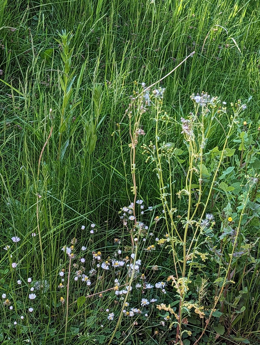 Yasmine Girling tweet media