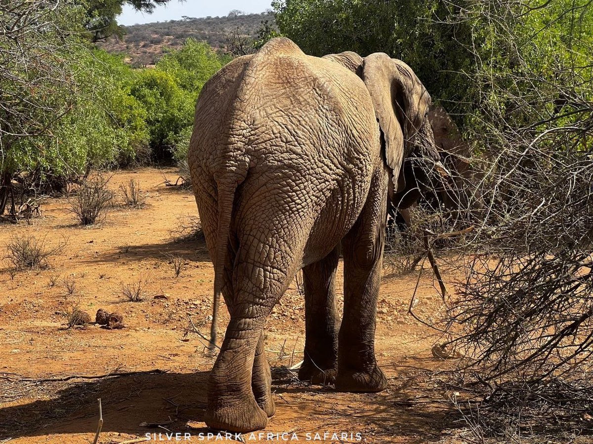 Elephant at Samburu National Reserve. 

#Kenya #gamedrive #wildebeestmigration #maasaimara #travelguides #SilverSparkAfrica  #instatravel #travelgram #traveling #Safaritours #Safariworld #Wildbeestmigration #Vaccation #canonphotography #nature #ventureout