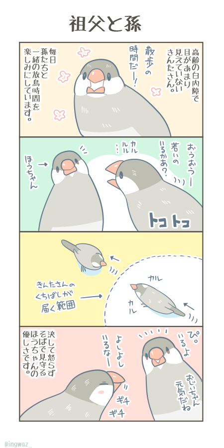 祖父と孫。  孫のほうちゃん、いつも放鳥中はおじいさんのきんたさんのそばにいてぽぴぽぴ会話しています。とても心優しい子です。  #Buncho #javasparrow #文鳥