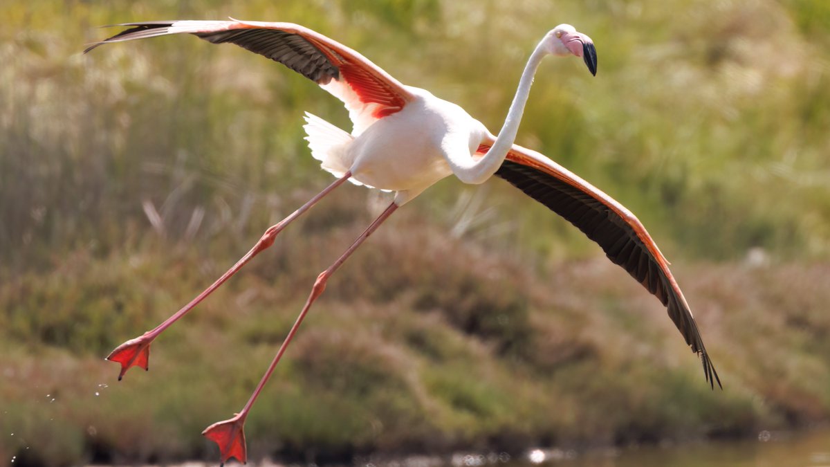 Incoming Flamingo #Birds #Lesvos