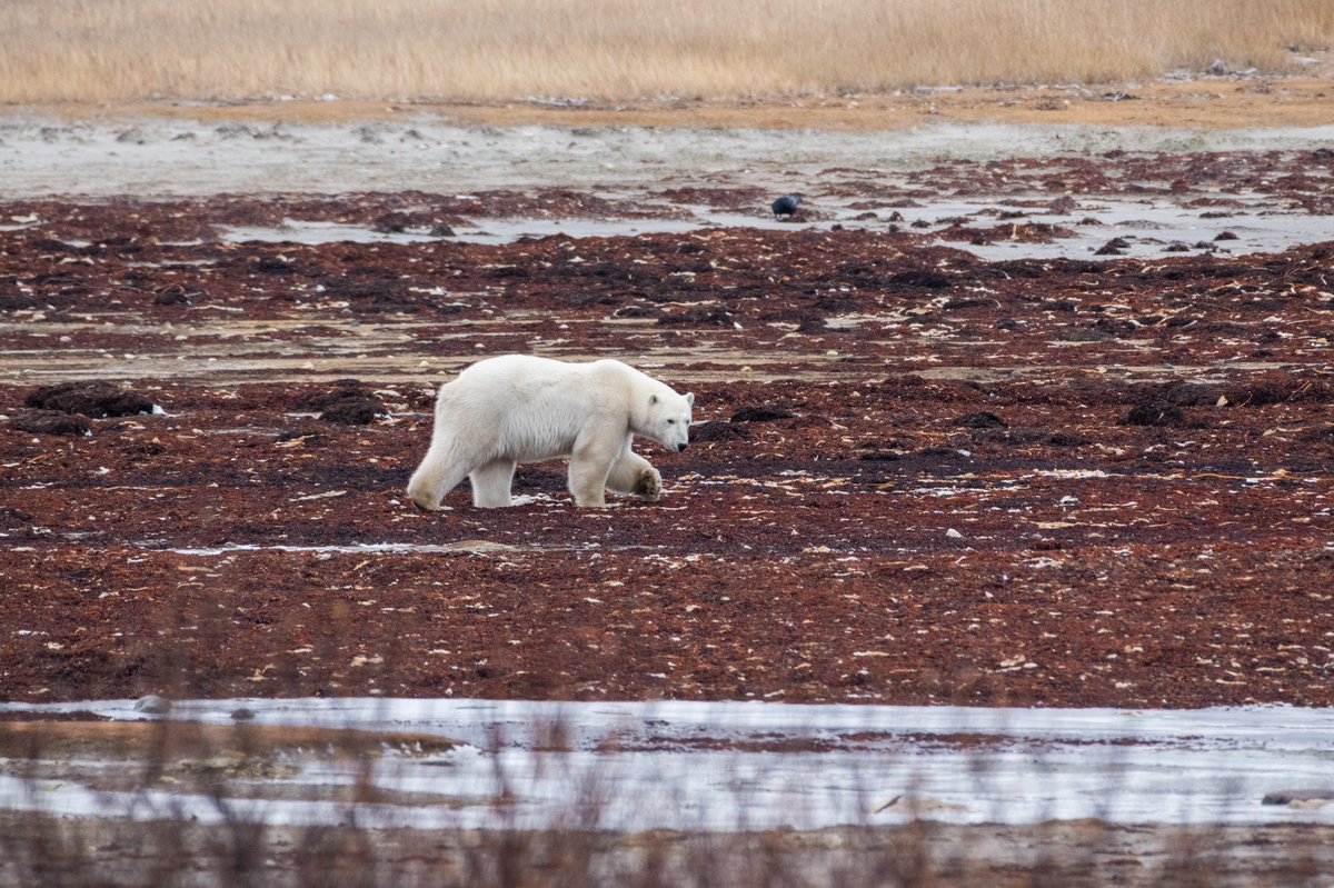 Ramington_photo's tweet photo. Each time I travel to the Arctic, I'm reminded of what a privilege it is to be able to witness these incredible animals in the wild. We need to do everything we can to protect them and their habitats. #PolarBearConservation #ArcticExpedition #NFT #TaleOfIce https://t.co/2JEf0PpXC4