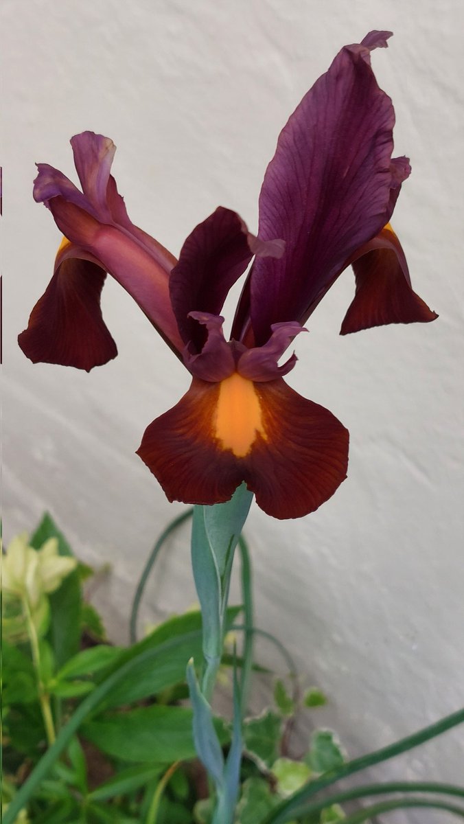 I could have sworn I bought blue ones!! Beautiful purple iris....💜😊