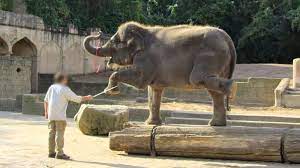 ElephantsRule's tweet photo. @SkyNews The real story. 'Academic' elephant researchers, claim that elephants like human visitors. Well if they were incarcerated, taken from their herd, how would they feel? No more elephants in zoos. #nobullhook #nochains https://t.co/EYQXFhq12A
