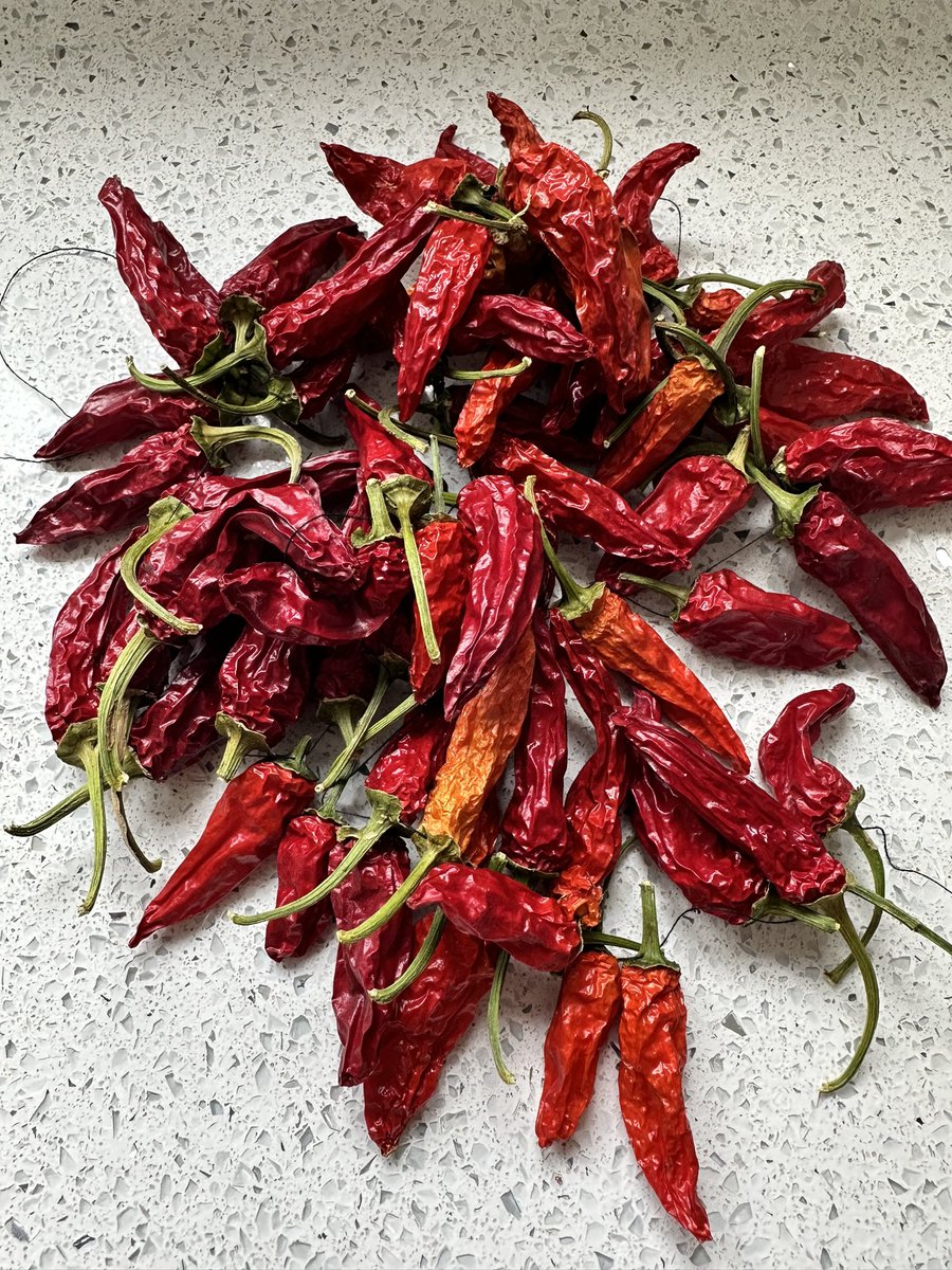 Last batch of dried chillis from previous season taken down. About to blitz into chilli flakes . 
#selfsufficiency
#allotmentlife