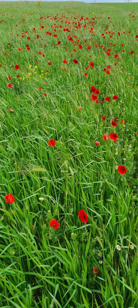 organik parsel #siyez ve #gelincik çiçekleri #heirloom #wheat from   #bio field