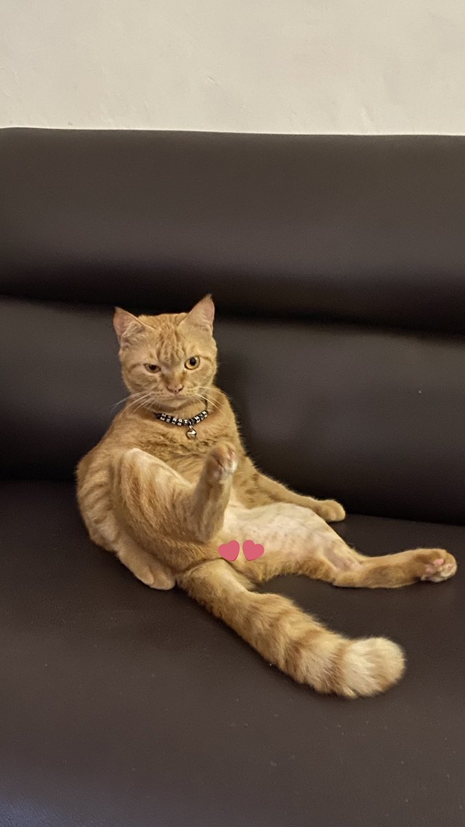 kochengfs's tweet photo. 🐈 kucingku makin congkak setelah viral di kochengfs 😔  https://t.co/NbmhRxsNcg