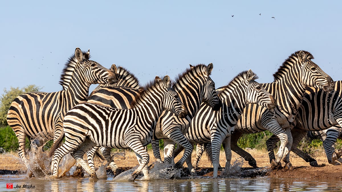 A dazzle of zebras. 

Image by Joe Misika Photography

#mashatu #mashatugamereserve #botswana #travelafrica #explorebotswana #adventure #africa #travelgram #luxurydestination #thelandofthegiants #PushaBW #ilovebotswana #zebras #PhotoMashatu
