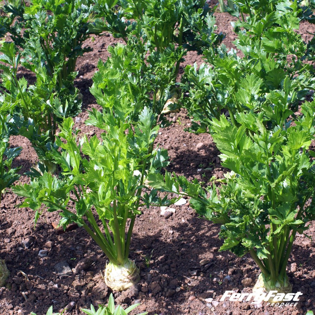 Fresh from the farm, our celeriac is in stock and ready to order! Contact the office for the best prices 🇬🇧🚜

#wholesale #wholesalers #ukproduce #freshproduce #produce #produceindustry #supportlocal #britishfarming #farming #growers #grower #britishproduce #May