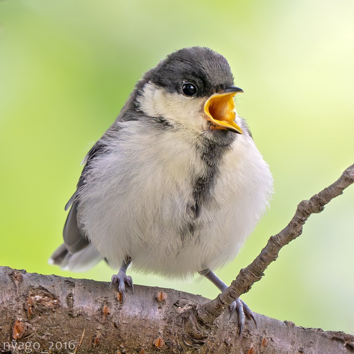 ごはんまだですかぁ～？
#シジュウカラ #幼鳥 #JapaneseTit #GreatTit #四十雀 #fledgling #鳥 #野鳥 #bird #wildbird