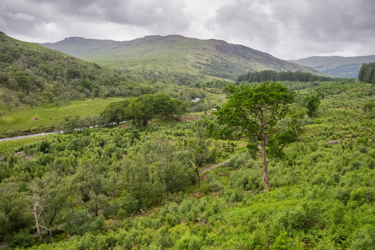 ScotlandTBP's tweet photo. #Rewilding appeals to people because it promises to restore some of what we have lost.

We don't just want to cling on to the few fragments of #nature we have left.

We want a vibrant, wild world full of wonder, inspiration and #hope.

#BiodiversityDay 

https://t.co/48UuY8oWFq https://t.co/bLPX6WpE4X