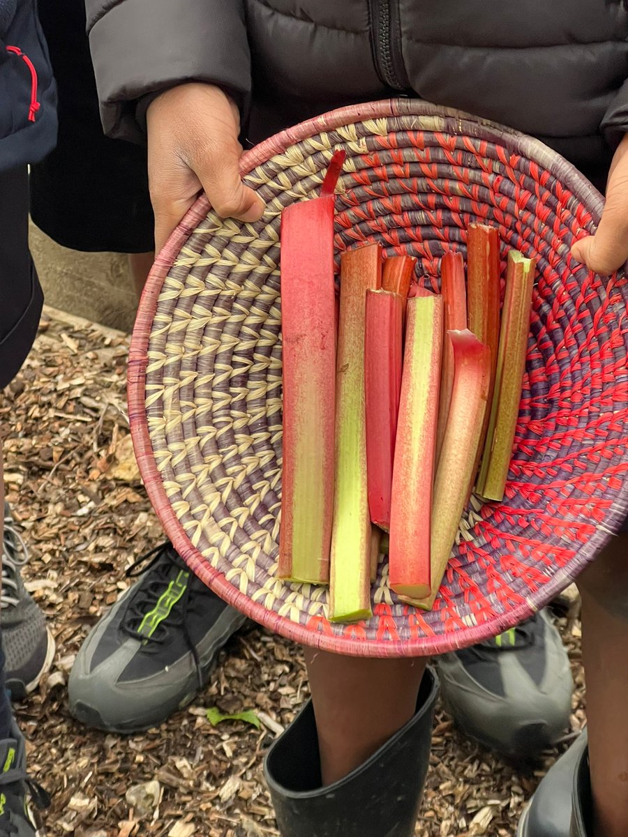 HorrisHill's tweet photo. #HorrisHill pupils harvested rhubarb from the #schoolgarden to make a tasty crumble for local #charity Loose Ends in #Newbury, a centre that provides hot meals and food parcels to vulnerable members of society.
#HHFamily #HHFlair #Hampshire #Berkshire #sustainability #lifeonland https://t.co/xuopSbVtu0