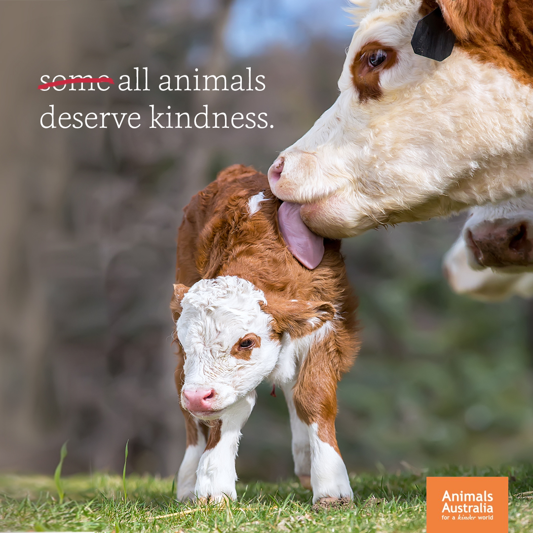 Animals Australia tweet media