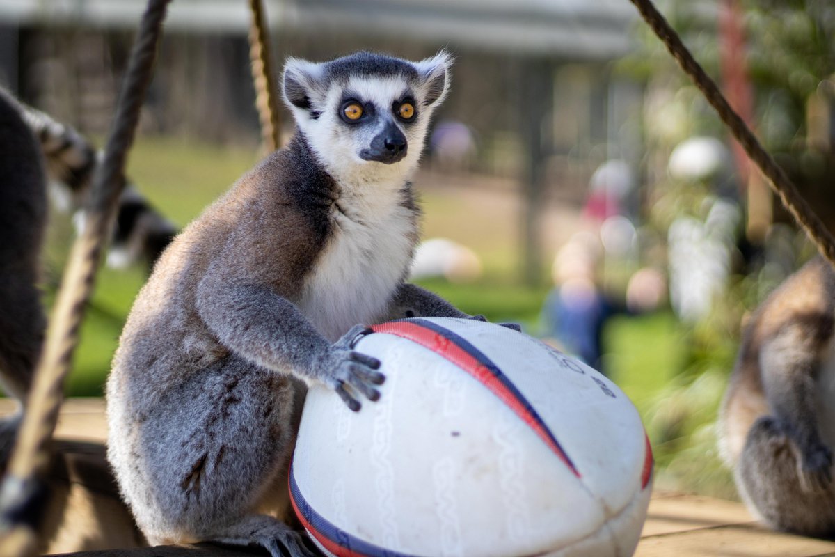Woburn Safari Park (@woburn_safari) on Twitter photo We recently received a donation of old rugby balls from <a href="/officialmkrufc/">Milton Keynes Rugby Union Football Club</a> to be used as enrichment - as you can see, the lemurs were some of the first to get stuck in!
Full story: bit.ly/3V7zm9F We recently received a donation of old rugby balls from <a href="/officialmkrufc/">Milton Keynes Rugby Union Football Club</a> to be used as enrichment - as you can see, the lemurs were some of the first to get stuck in!
Full story: bit.ly/3V7zm9F