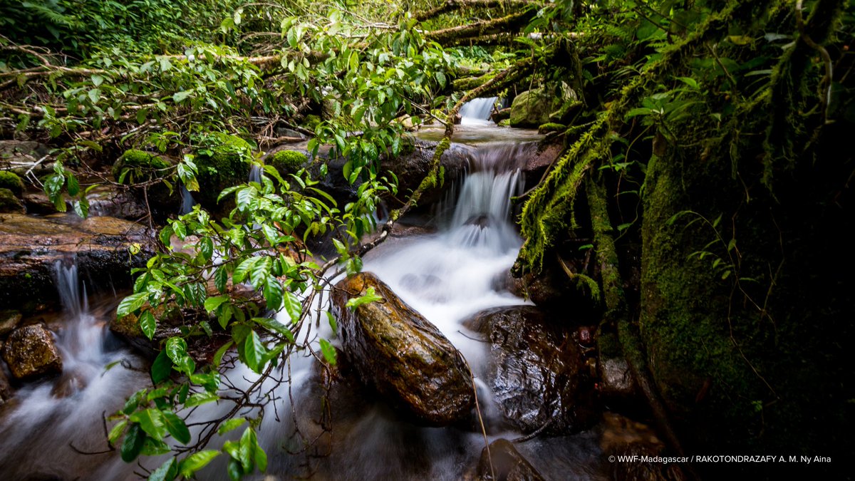 Happy #BiodiversityDay! 🦀🌱🌺🐘🐢🦥🍄🪷

Tell us: What's your favourite animal or plant species? #InternationalBiodiversityDay