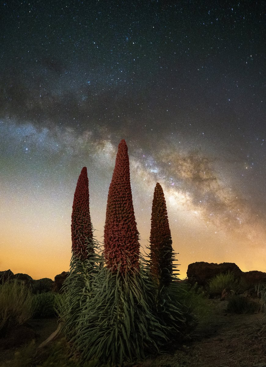 Imanolzuaznabar's tweet photo. Los tajinastes de Tenerife bajo las estrellas y la Vía Láctea https://t.co/itr9IOdmGa