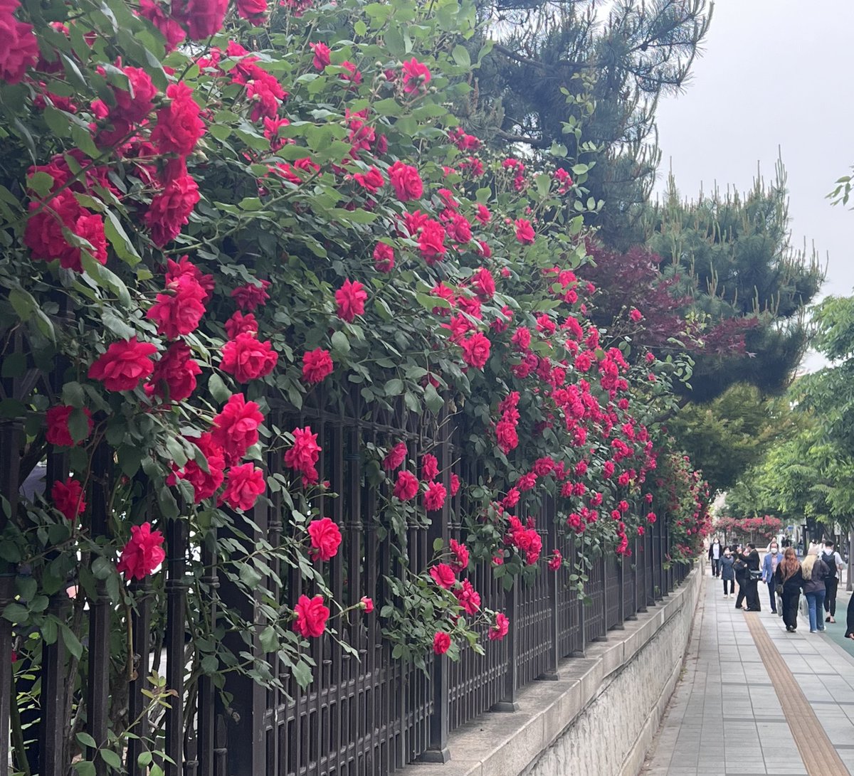 NordicWingz's tweet photo. The roses on the path only multiply 🌹 

#RAVN #레이븐 #김영조 https://t.co/WEeBN4Tioi