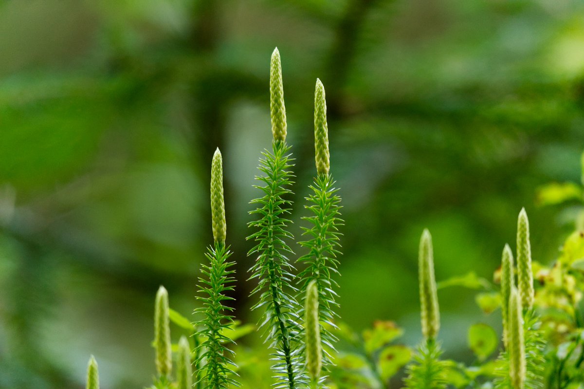 Lycopodium, Bärlapp, ist eine der ältesten Pflanzen🌼 der Welt. Im #Arzneipflanzengarten🌿 in Terra Medica® bewahren wir ihn. Sein Name: die weichen Stängel ähneln Bärentatzen. Als Arznei werden die getrockneten Sporen verarbeitet👍. #Homöopathie #Globuli fcld.ly/b2jg5lf