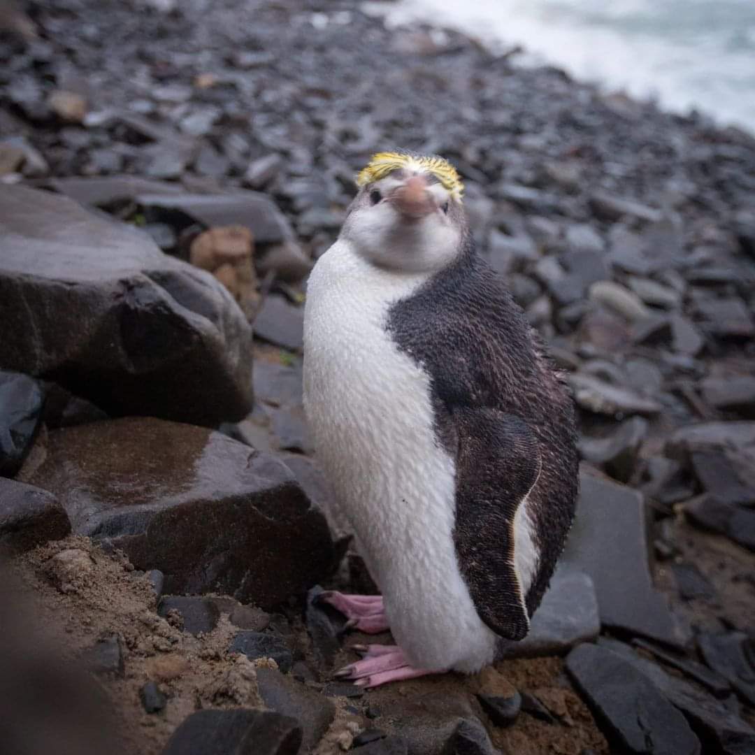 A very rare sighting of a Royal Penguin 🐧 at South Cape Bay, the most southerly walking track in Tasmania and part of the Southwest National Park. 🌿 pic: instagram.com/jeon_landscapes