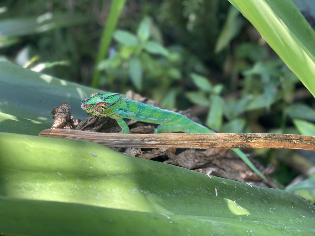 Habitant du jardin des parents, heureux de sa maison 🥰 #974 #réunion #endormi