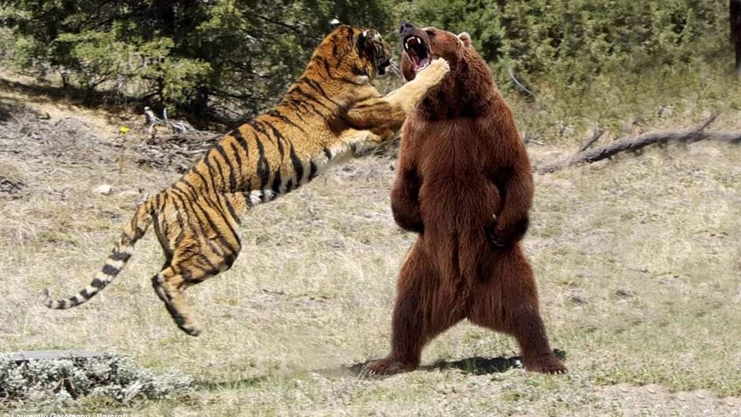 While holding strong fundamental stocks .. Be brave and attack like a wild hunter .

#BSE #nseindia #MultiBagger