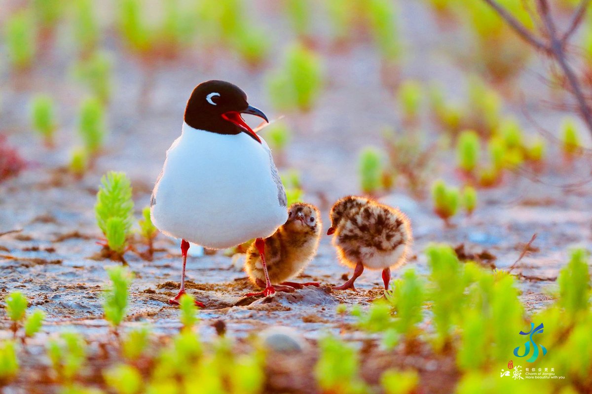 VisitJiangsu's tweet photo. #LifeJS #JSfestival On International Day for Biological Diversity, it is crucial that we shift our focus towards the natural world.
Jiangsu, guided by the ecological civilization concept of rejuvenating all living things, actively promotes biodiversity conservation efforts." https://t.co/KZUEcCdUe1