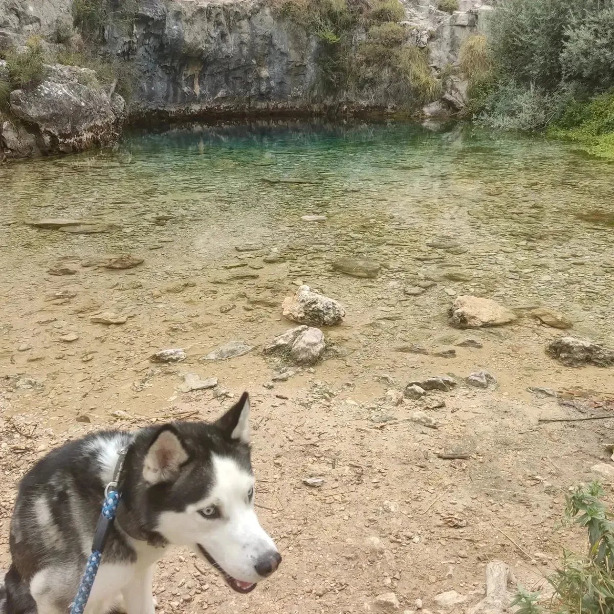 AyudaBalto's tweet photo. Subo más fotos para que veáis lo mucho que le encantan las rutas y explorar, correr es su pasión, no quiero privarle de eso. Por favor ayuda! https://t.co/oxgtgNu7hW