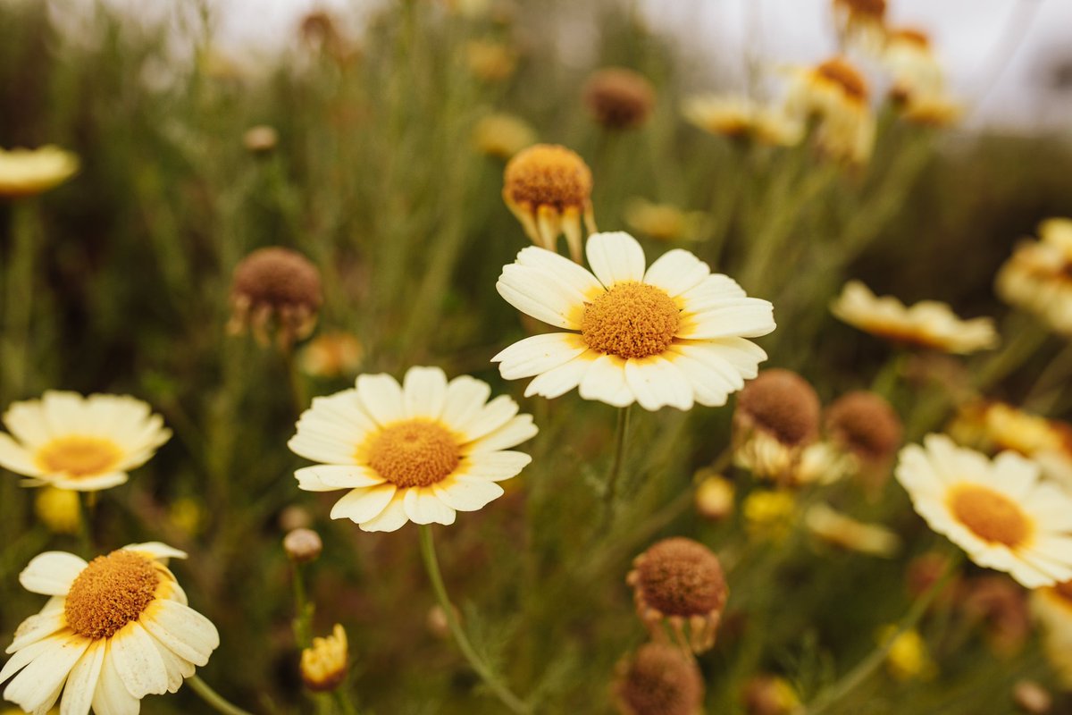 JustSamTaylor_'s tweet photo. you can learn a lot of things from the flowers 🌼 https://t.co/yKwbPAYYuy