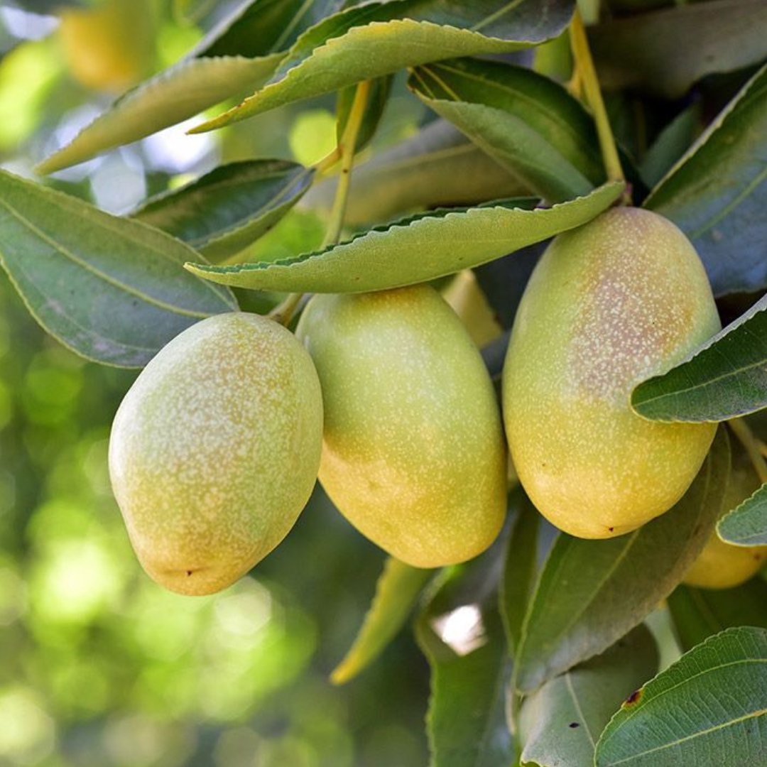 𝐉𝐎𝐉𝐎𝐁𝐀 𝐎𝐈𝐋

🍈 𝐀𝐧𝐭𝐢𝐨𝐱𝐢𝐝𝐚𝐧𝐭 
🍈 𝐔𝐥𝐭𝐫𝐚 𝐠𝐞𝐧𝐭𝐥𝐞
🍈 𝐑𝐞𝐩𝐚𝐢𝐫𝐬 𝐬𝐤𝐢𝐧
🍈 𝐔𝐥𝐭𝐢𝐦𝐚𝐭𝐞 𝐬𝐤𝐢𝐧 𝐡𝐞𝐚𝐥𝐢𝐧𝐠
🍈 𝐌𝐨𝐢𝐬𝐭𝐮𝐫𝐢𝐬𝐞𝐬

#𝐠𝐥𝐨𝐰𝐠𝐞𝐭𝐭𝐞𝐫 #𝐬𝐤𝐢𝐧𝐜𝐚𝐫𝐞𝐟𝐨𝐫𝐥𝐢𝐟𝐞 #𝐀𝐮𝐫𝐮𝐦𝐃