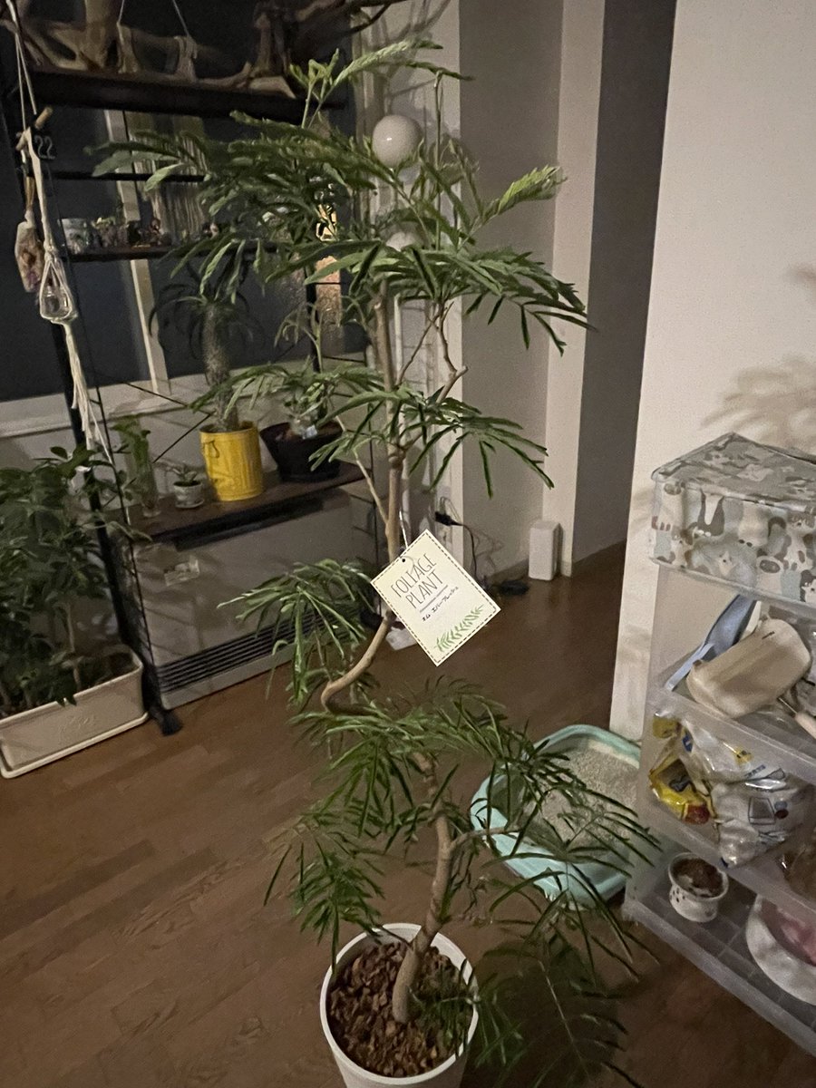 airi0803's tweet photo. また植物が増えた🪴🩵 https://t.co/NDGePzO0ML
