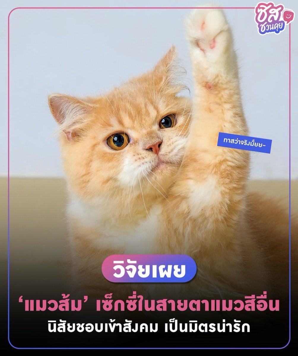 m4im4ipurin's tweet photo. ขนาดแมวยังมีสแตนดาร์ด เห้อ https://t.co/uPC6BSV8wy
