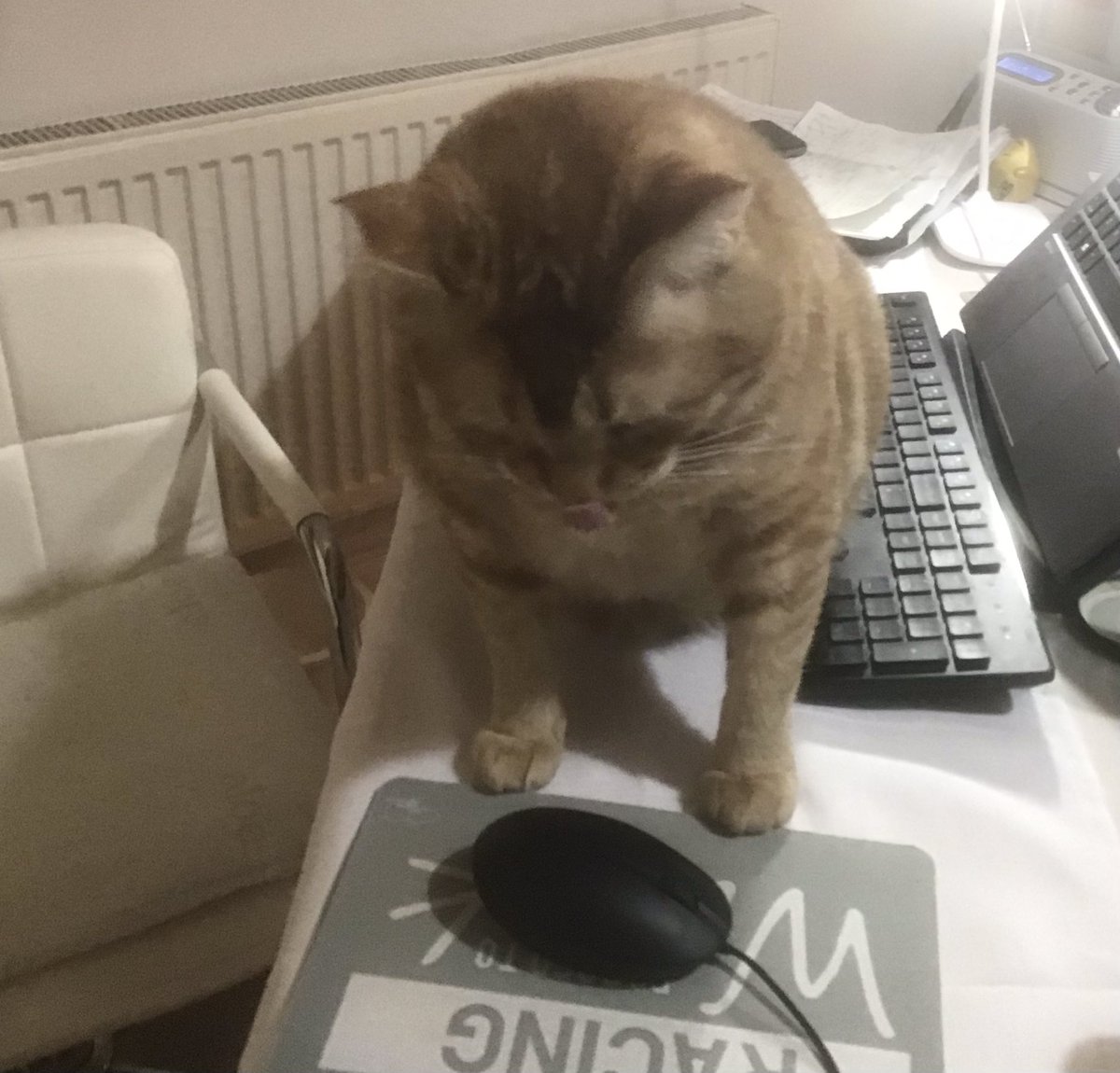 jmw176's tweet photo. #CatsOfTwitter #MondayMouse OK mum, up and at โem ๐ผ๐น https://t.co/e3p6rCGPWq