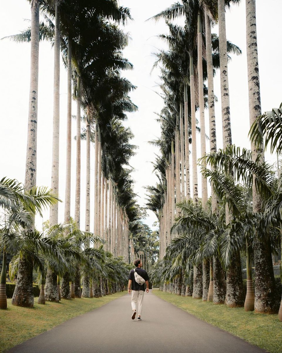 Did you know that Peradeniya Botanical Gardens is certainly one of the most Instagrammed places in Sri Lanka? Visit this spot, experience the serenity, and click away!

📸 @hej.dave

#SoSriLanka #ExploreSriLanka #VisitSriLanka #SriLanka #TravelSriLanka #Kandy #PeradeniyaGardens