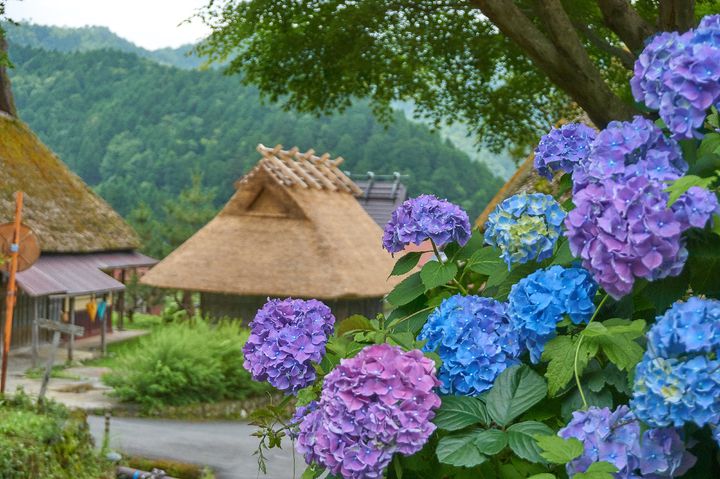 Hot_spring_cat's tweet photo. retrip_news: 爽やかでフレッシュな癒しの緑！関西地方の新緑が美しい絶景スポット18選💖 https://t.co/nYgCJAkC2C https://t.co/BebqdQGH7s