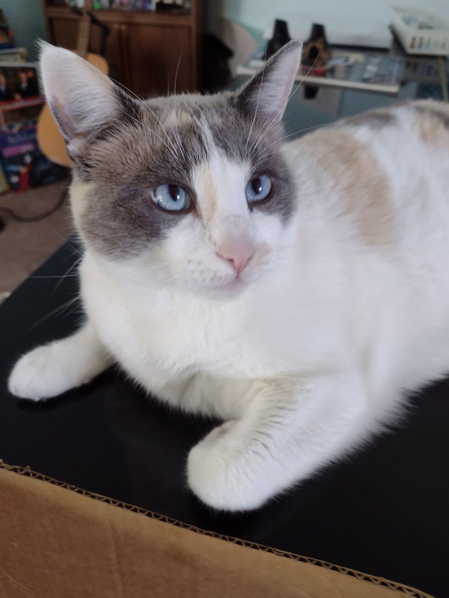 itzLPSlover's tweet photo. Kazumi is doing much better since the incident. Phew. https://t.co/ZLaDIFwBrF