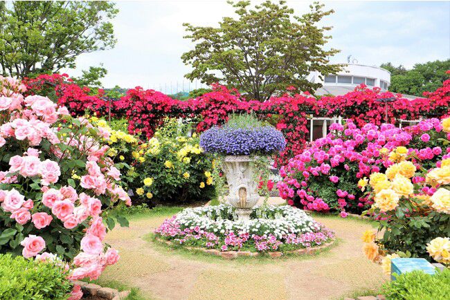 Hot_spring_cat's tweet photo. retrip_news: 今週は大人気の展覧会や見頃のバラ園で優雅に過ごしてみては？全国で"今週したいこと"10選💖 https://t.co/Hwjxz9GLRK https://t.co/6XueWdtwEu