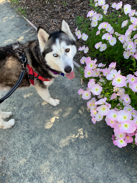 #Dog #Luna_CCSTCA_1O Luna loves to smell the flowers getpet.info/Luna_CCSTCA_1O