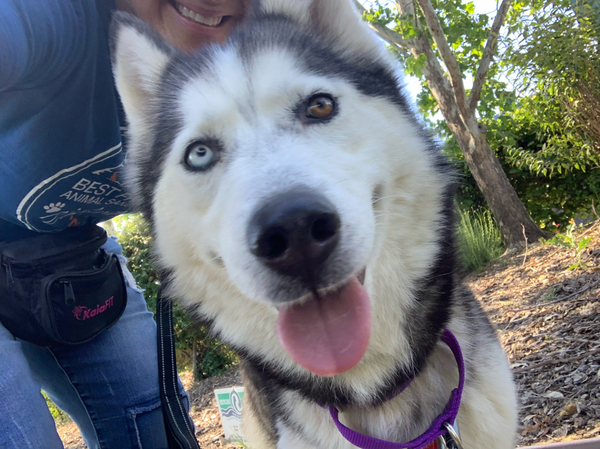 #Dog #Luna_CCSTCA_1O Look getpet.info/Luna_CCSTCA_1O