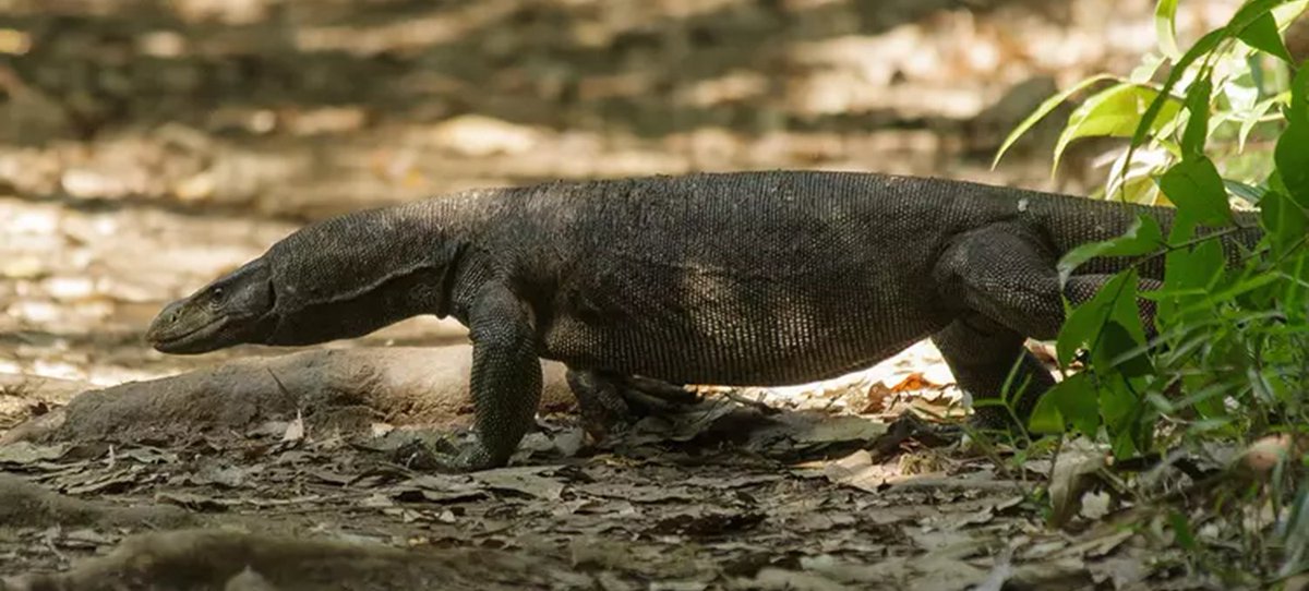 swetaaang's tweet photo. #thequizlabs #GoaQuiz -112- The belly skin of this animal was used to make the one-sided drumhead for which Goan percussion instrument? https://t.co/W32jbVhp0W