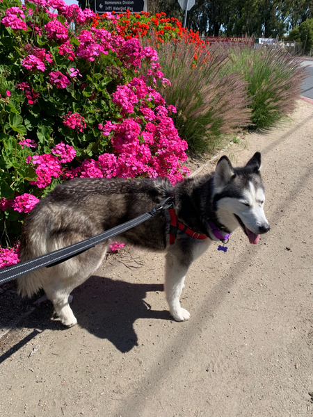 #Dog #Luna_CCSTCA_1O Sunny day- happy dog getpet.info/Luna_CCSTCA_1O