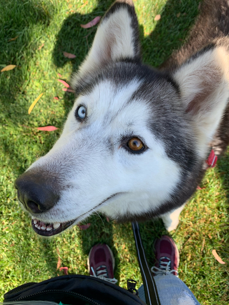 #Dog #Luna_CCSTCA_1O Pretty girl waits nicely for a treat getpet.info/Luna_CCSTCA_1O